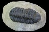 Bargain, Reedops Trilobite - Atchana, Morocco #92331-1